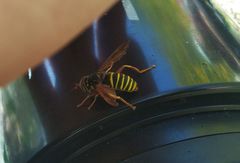 Spilomyia diophthalma