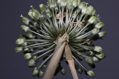 Allium chamaespathum
