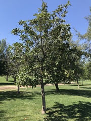 Magnolia grandiflora
