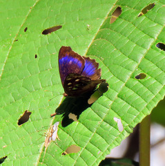 Eunica concordia