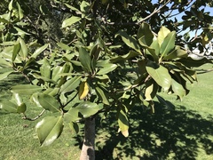 Magnolia grandiflora