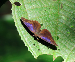 Eunica concordia