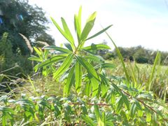 Euphorbia palustris