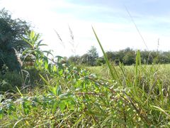 Euphorbia palustris