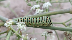 Papilio machaon