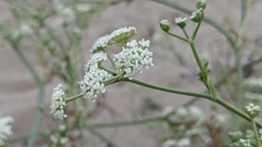 Seseli tortuosum