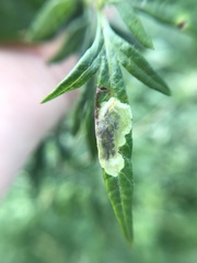 Calycomyza artemisiae