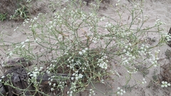 Seseli tortuosum
