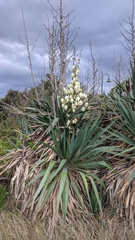 Yucca gloriosa