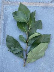 Styracaceae