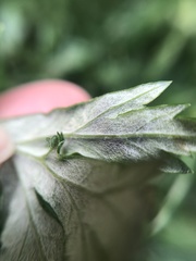 Calycomyza artemisiae