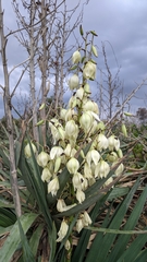 Yucca gloriosa