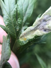 Calycomyza artemisiae