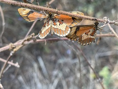Acraea goetzei