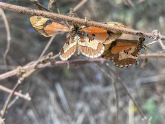 Acraea goetzei