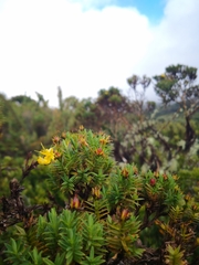 Hypericum irazuense