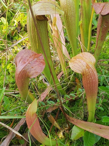 Sarracenia X rehderi