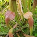 Rehder's Pitcher Plant - Photo (c) eheinen, some rights reserved (CC BY-NC)