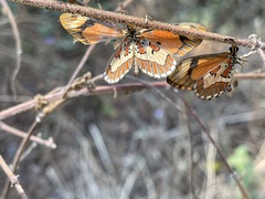 Acraea goetzei