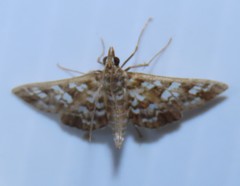 Sameodes