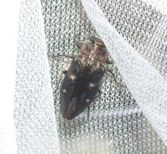 Chrysobothris affinis