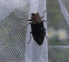 Chrysobothris affinis