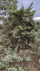 Juniperus macrocarpa