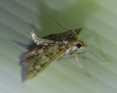Sameodes