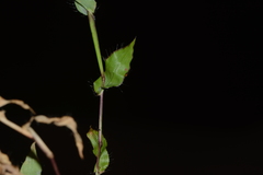 Arthraxon lanceolatus