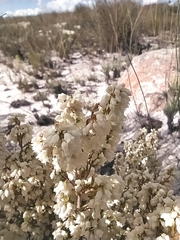 Erica leucanthera