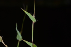 Arthraxon lanceolatus