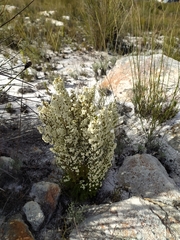 Erica leucanthera