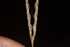 Ischaemum semisagittatum