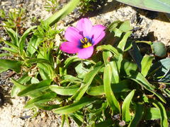 Moraea versicolor