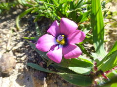 Moraea versicolor