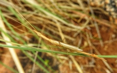 Didymocorypha lanceolata