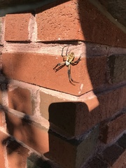 Argiope aurantia