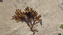 Dictyopteris