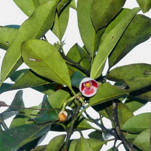 Clusia nemorosa (Clusia nemorosa)