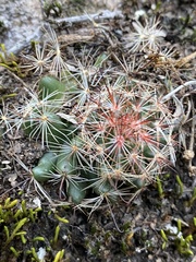 Mammillaria barbata