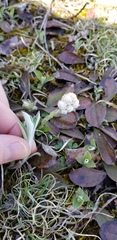 Antennaria parlinii