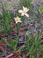 Moraea collina