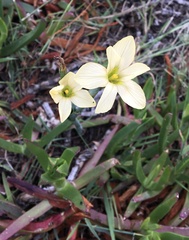 Moraea collina
