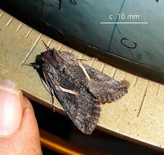 Vittaplusia vittata