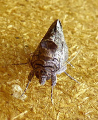Vittaplusia vittata