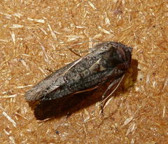 Vittaplusia vittata