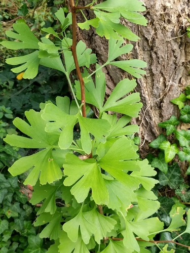 Ginkgo biloba