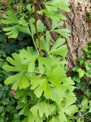 Ginkgo biloba — photo 2