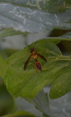 Polybia chrysothorax