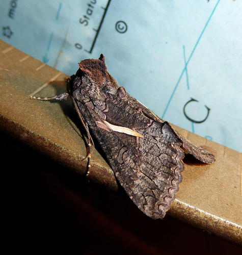 Streaked Plusia